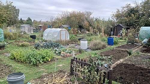 Barkers Lane allotment in autumn