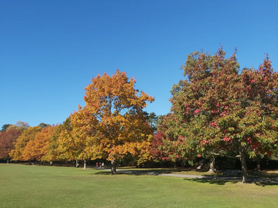 Image courtesy of Bedford Borough Council Trees