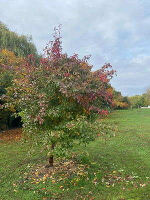 Image courtesy of Bedford Borough Council Queen's Jubilee Tree