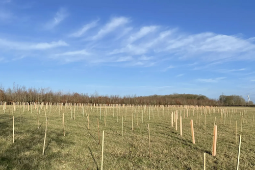 Browns Wood 2
