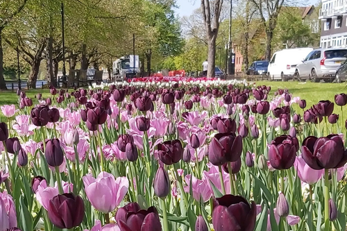 Tulips