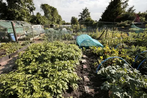 allotment