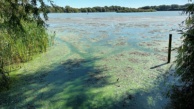 Image courtesy of Bedford Borough Council Blue Green Algae